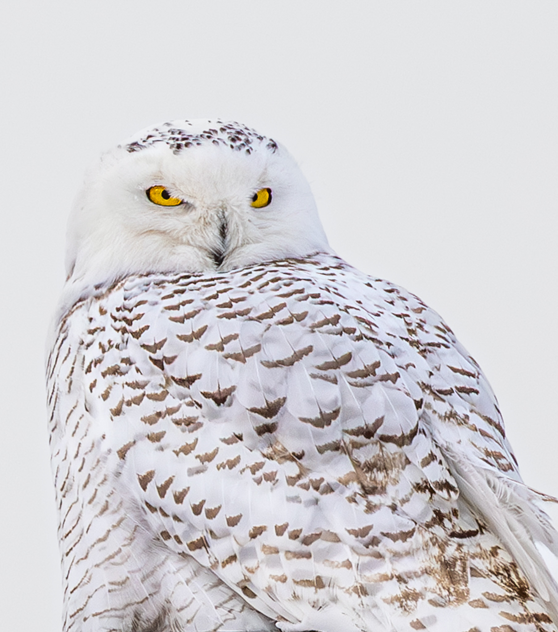 Snowy Owl &mdash; photo by Amanda Pawelko