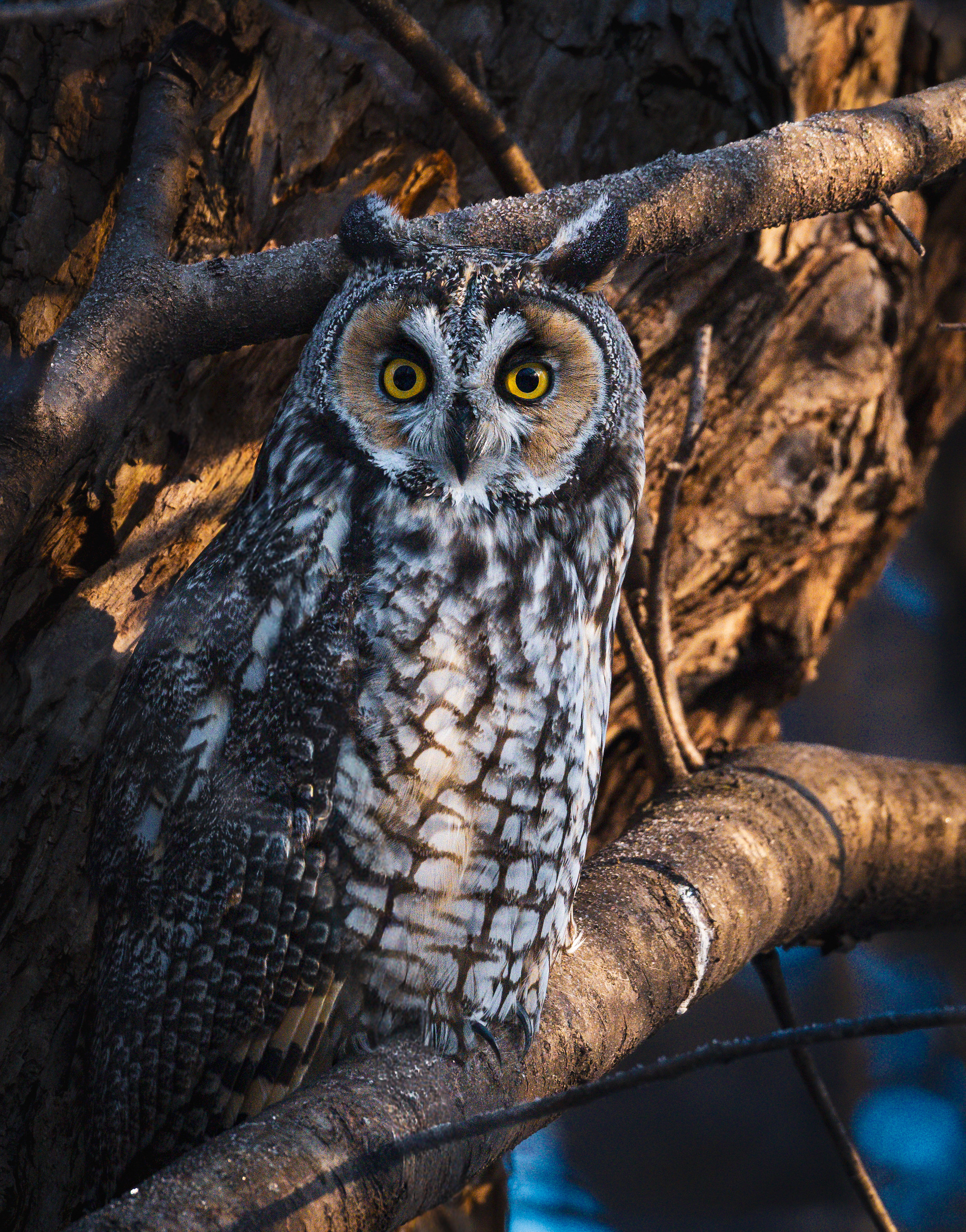 Long-eared Owl &mdash; photo by Amanda Pawelko
