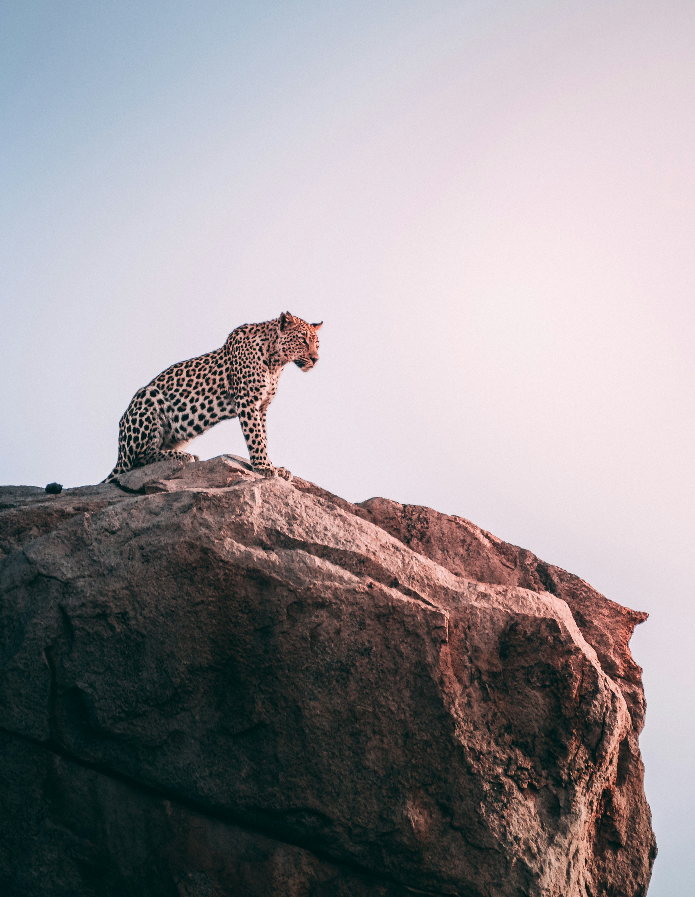 Leopard on rock