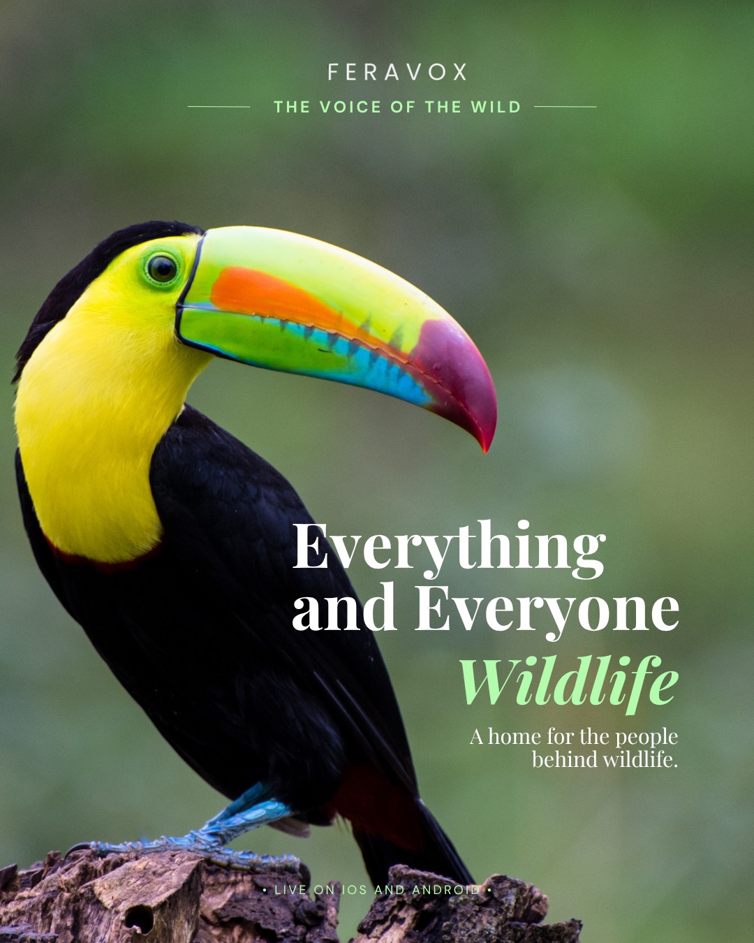 Everything and Everyone Wildlife &mdash; a home for the people behind wildlife