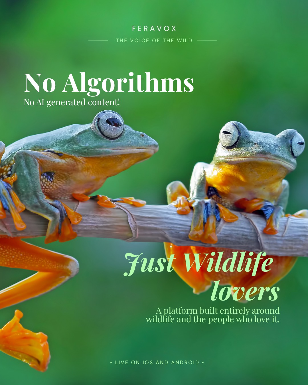 No algorithms and no AI generated content &mdash; a platform built entirely around wildlife and the people who love it
