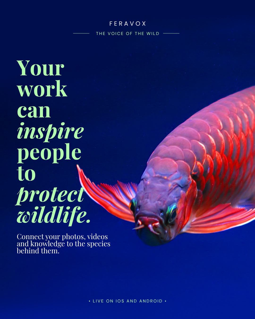 Your work can inspire people to protect wildlife &mdash; connect your photos, videos and knowledge to the species behind them