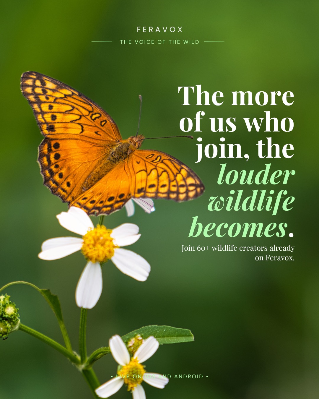 The more of us who join, the louder wildlife becomes &mdash; 60 wildlife creators are already on Feravox