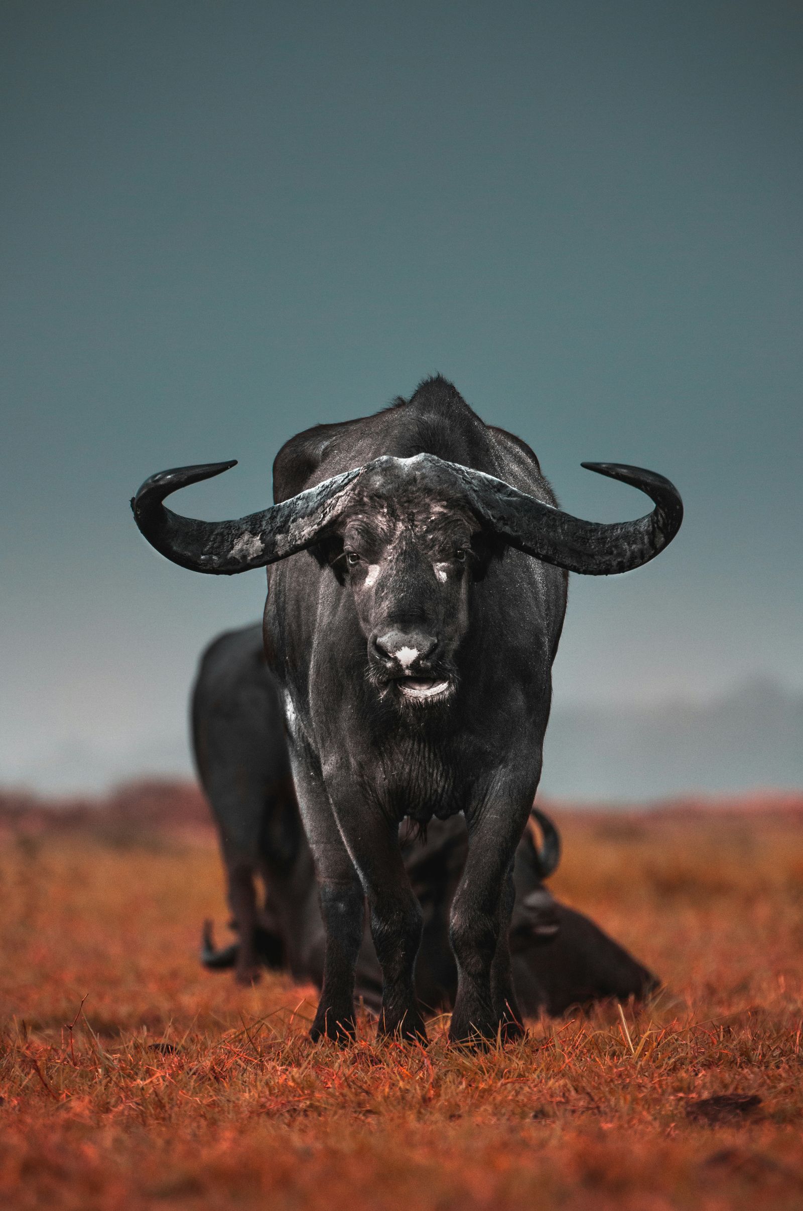 African cape buffalo