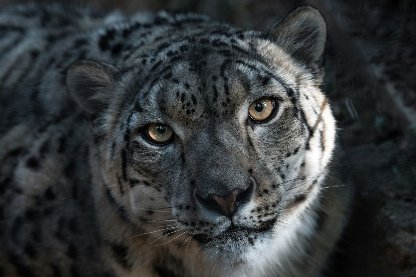 Snow leopard portrait