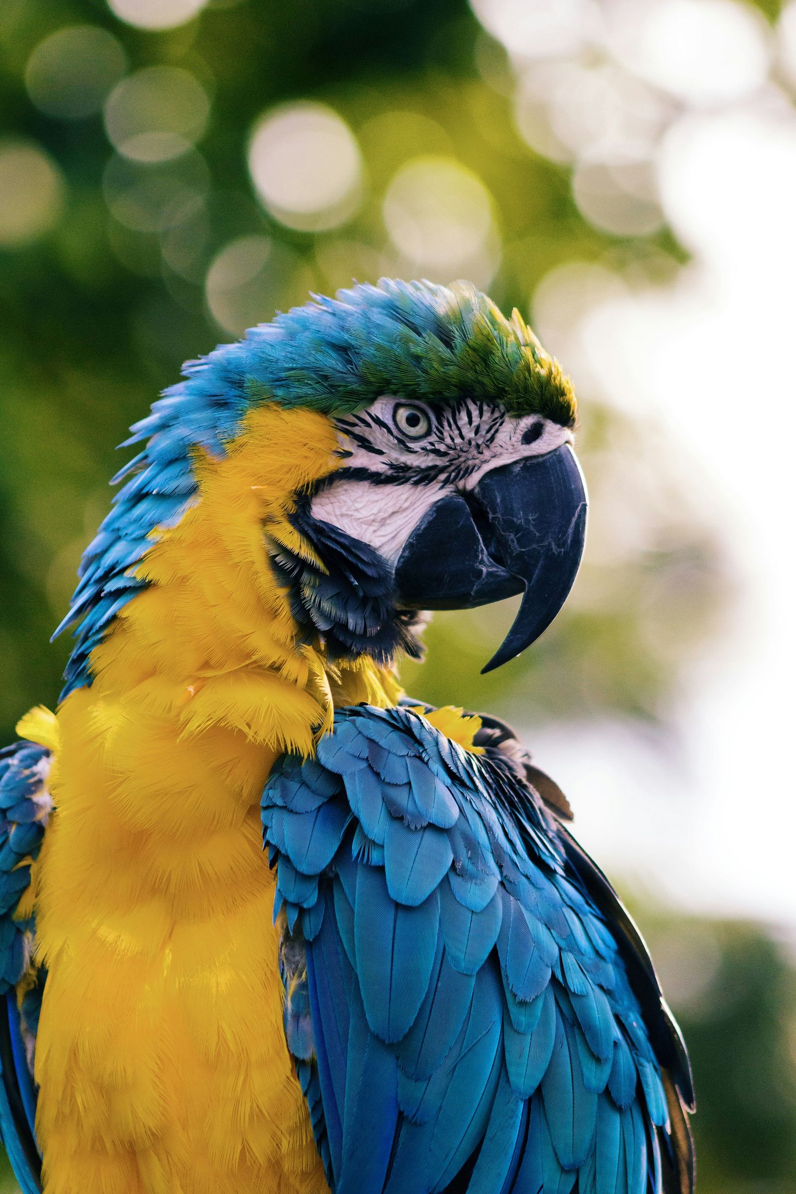 Blue and yellow macaw