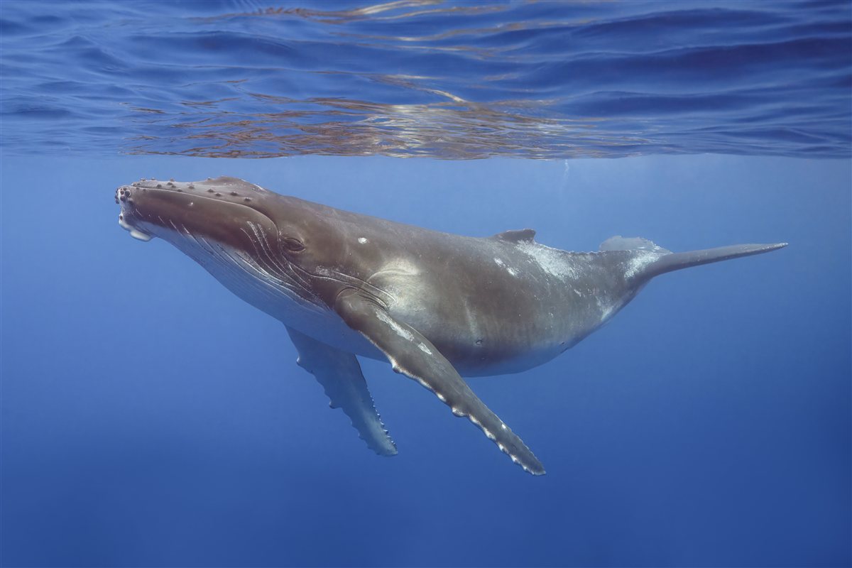 Humpback Whale