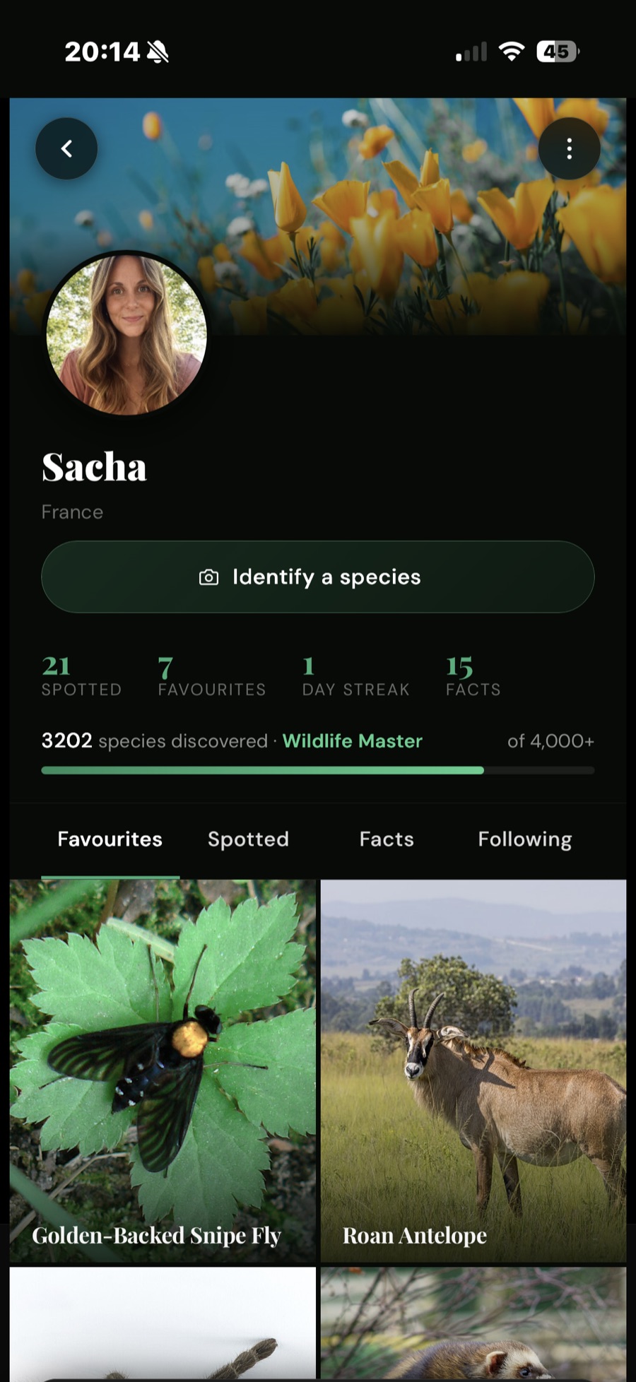 A Feravox profile: Identify a species, counts for spotted, favourites, day streak and facts, and tabs for Favourites, Spotted, Facts and Following